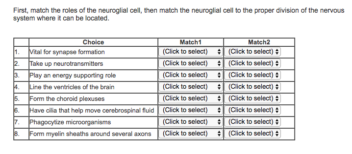 Match The Neuroglial Cell With Its Correct Function