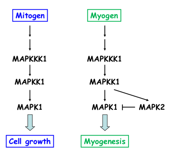 Solved: See Diagram Below: A MAPK Pathway Is SOLELY Respon... | Chegg.com