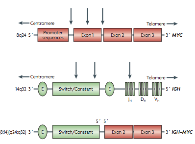 Translocation example picture