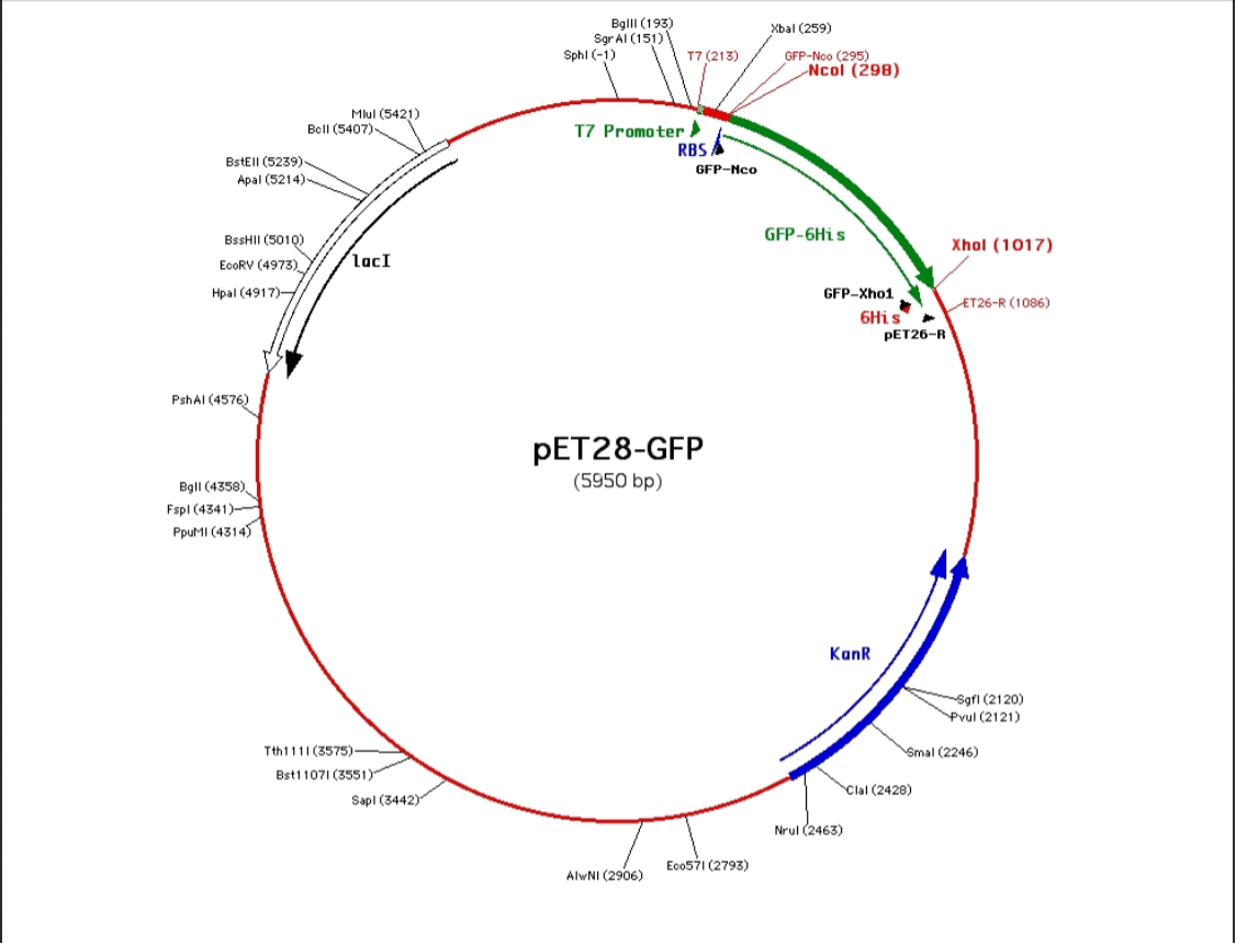 Note That In The PCR Reaction, One Of The Primers