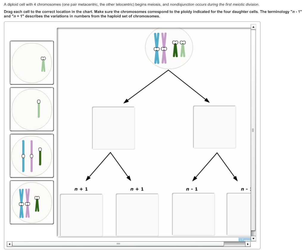 Meiosis Terminology Answers : Meiosis Terminology Answers / 50 Meiosis