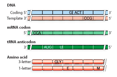 Solved Fill In The Dna Sequence Mrna Trna And Amino Acid Chegg