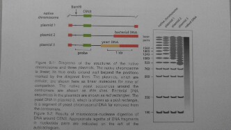 Solved What Is The Purpose Of Including A Naked DNA Control Chegg 1040