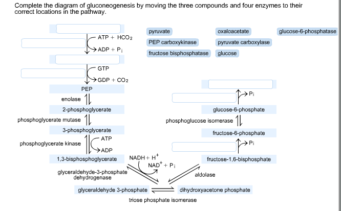 Complete The Diagram Of Gluconeogenesis By Moving