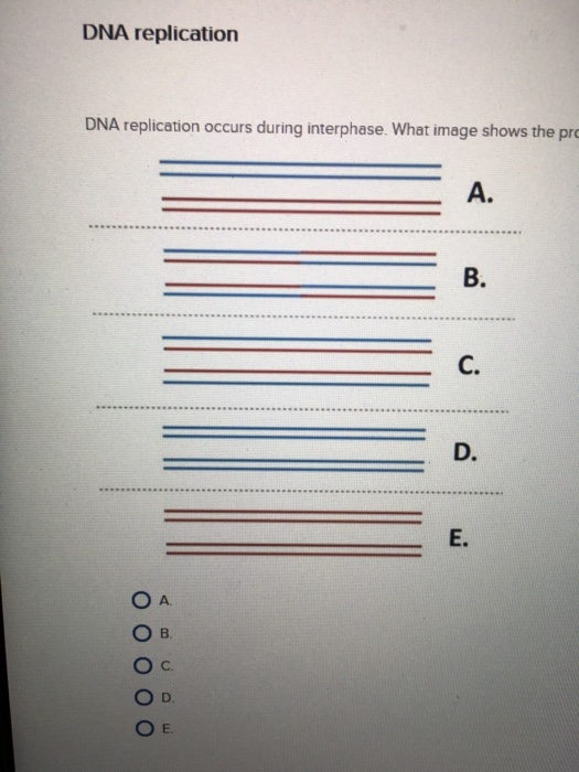 Solved DNA Replication Occurs In Interphase What Image Chegg