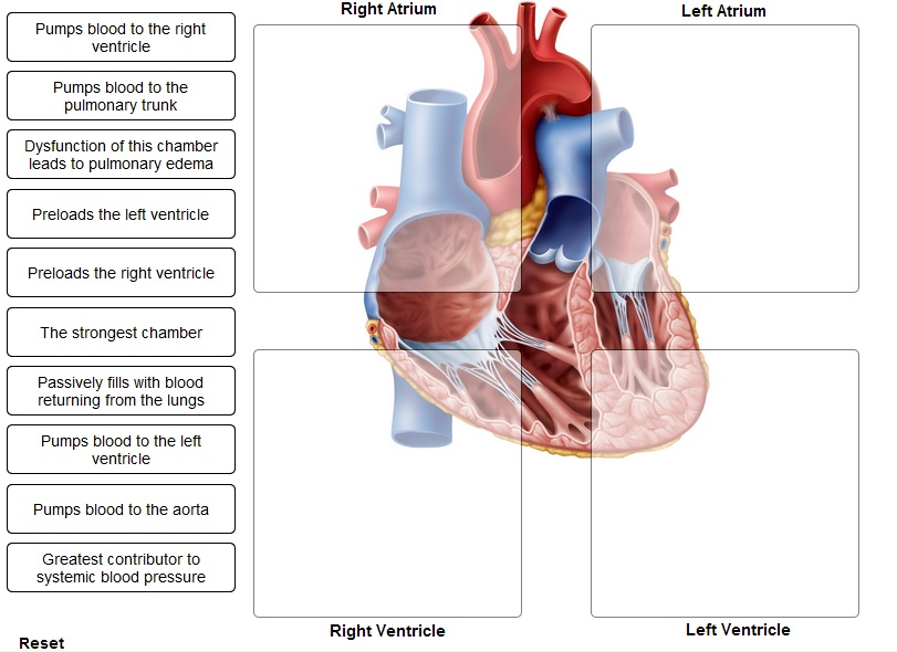 inferior chamber of the heart that pumps blood to the body