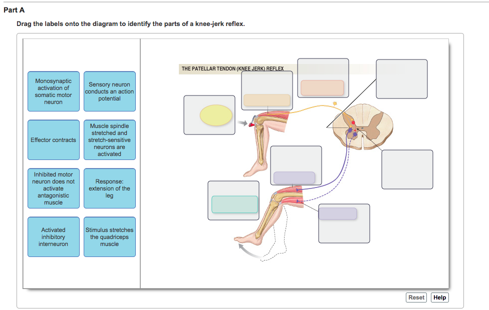 8 Drag The Labels Onto The Diagram To Identify The Structures And