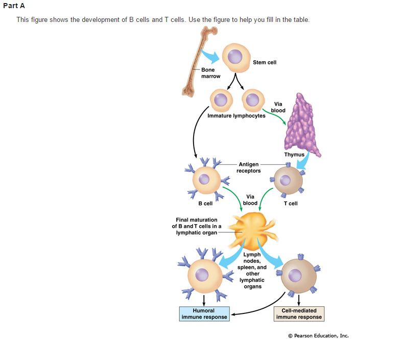 Solved Learning Through Art Lymphocytes Can You Correctl...