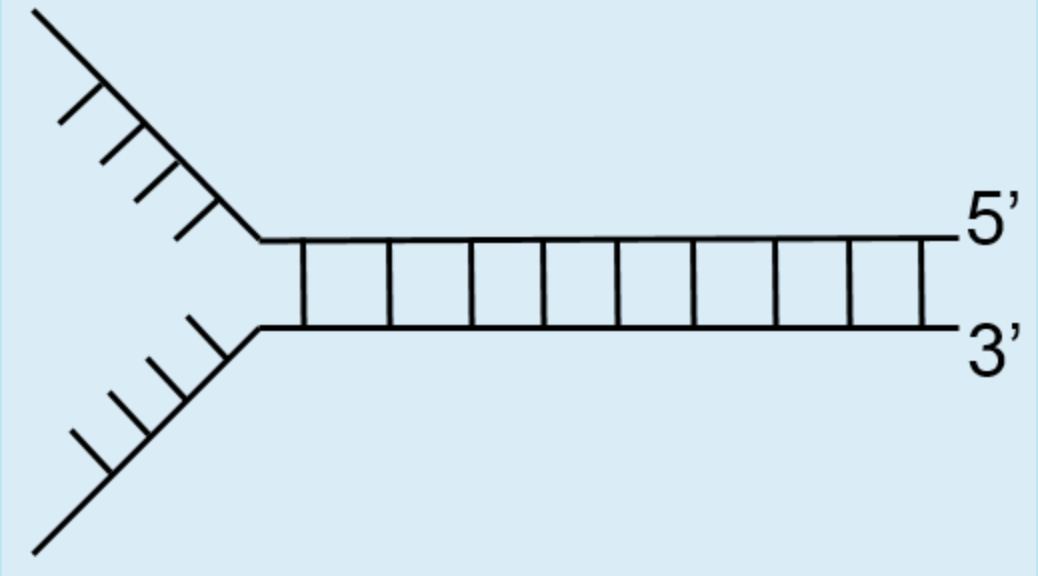 Solved The Figure Below Shows A Replication Fork In Chegg