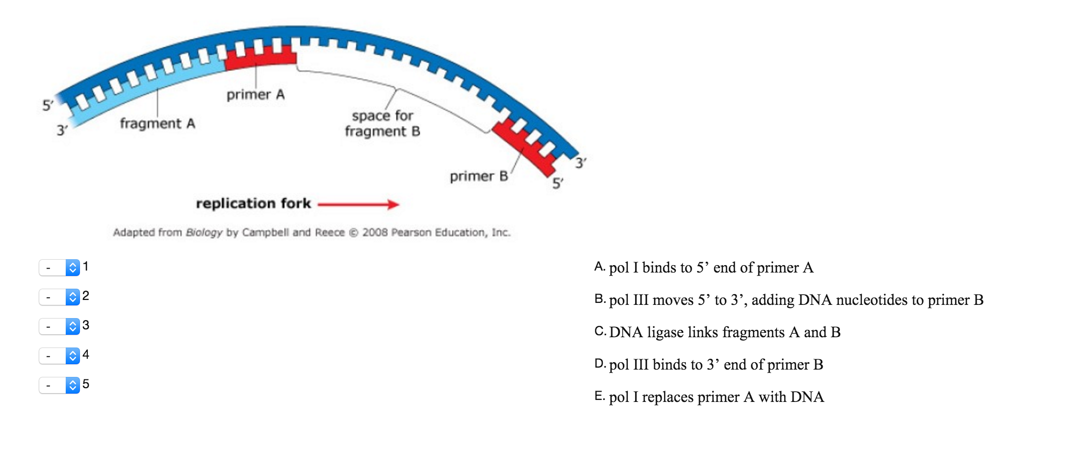 Solved: In Contrast To The Leading Strand, The Lagging Str... | Chegg.com