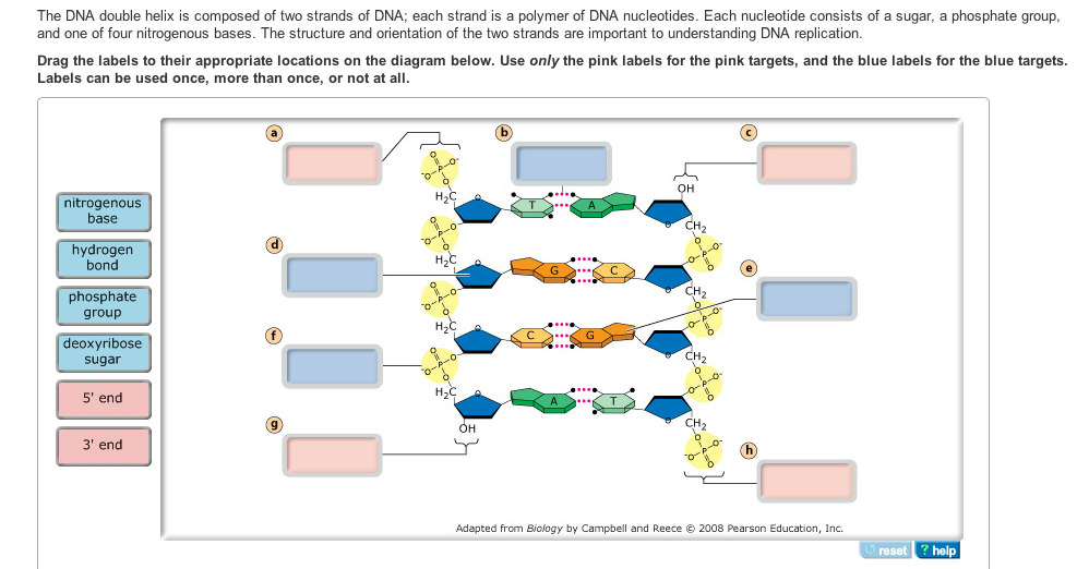 solved-the-dna-double-helix-is-composed-of-two-strands-of-chegg