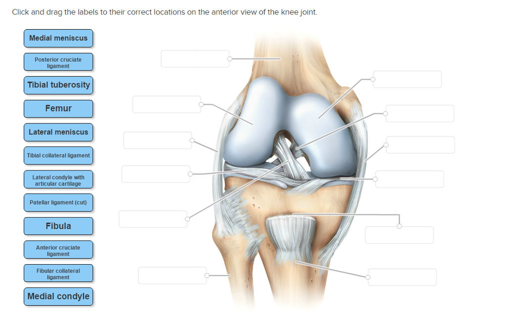 Patella Tendon Diagram - Osgood-Schlatter Disease | Johns Hopkins