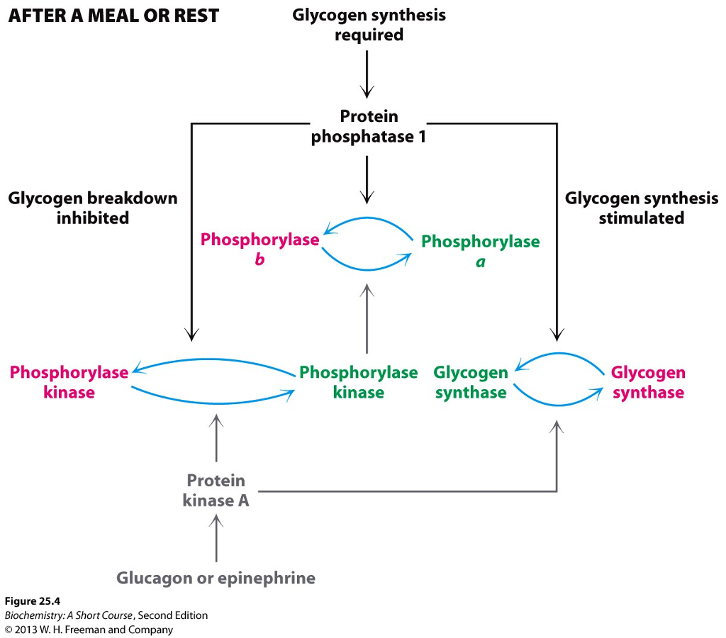 Glycogen synthesis and breakdown picture