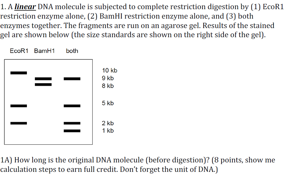 Solved: A Linear DNA Molecule Is Subjected To Complete Res... | Chegg.com