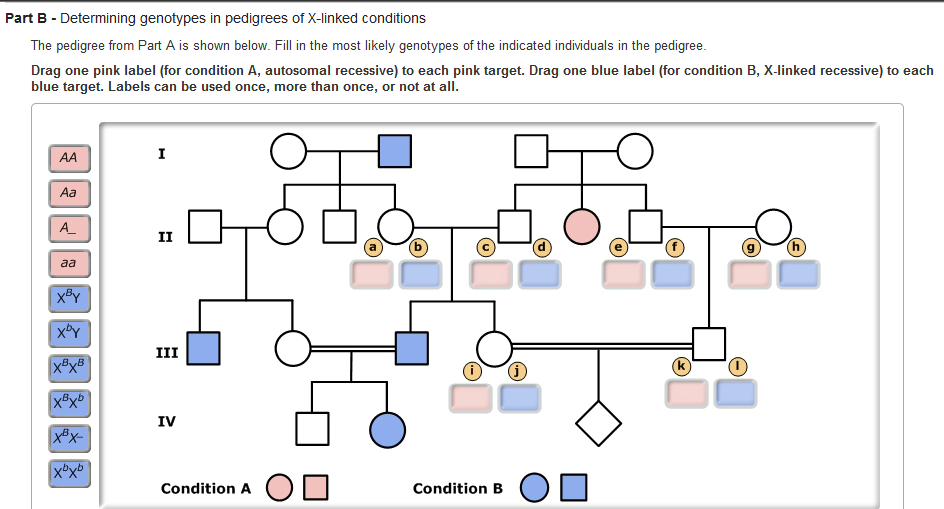 part d assigning genotypes for codominant alleles