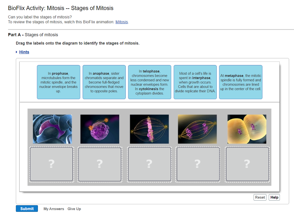 solved-can-you-label-the-stages-of-mitosis-to-review-the-chegg