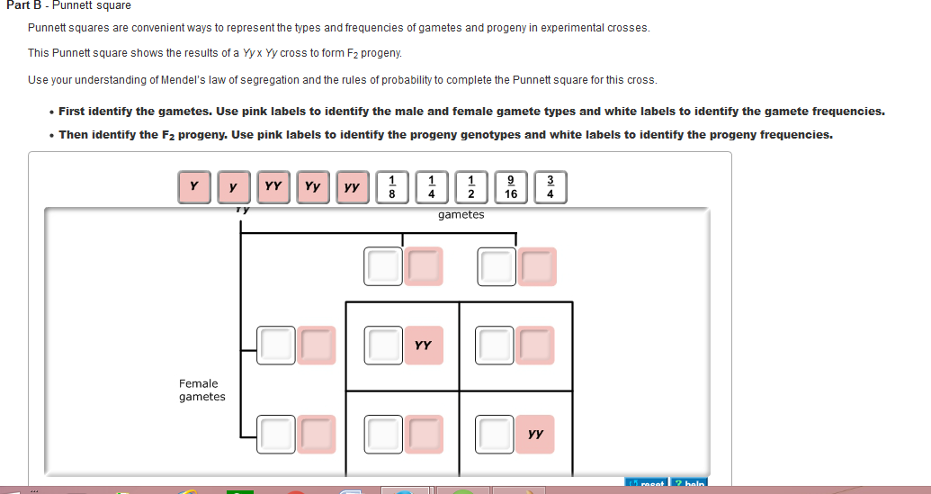 Solved: Part B Punnett - Square Punnett Squares Are Conven... | Chegg.com