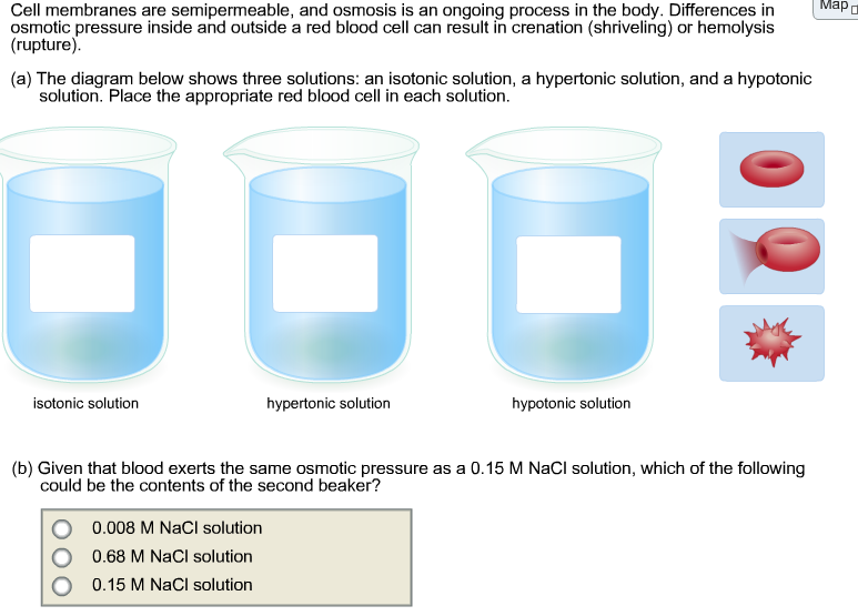 What are hemolysis and crenation?