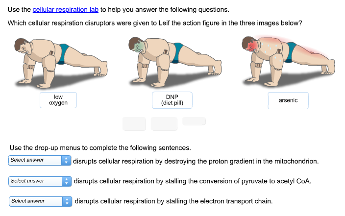 Respiration homework help