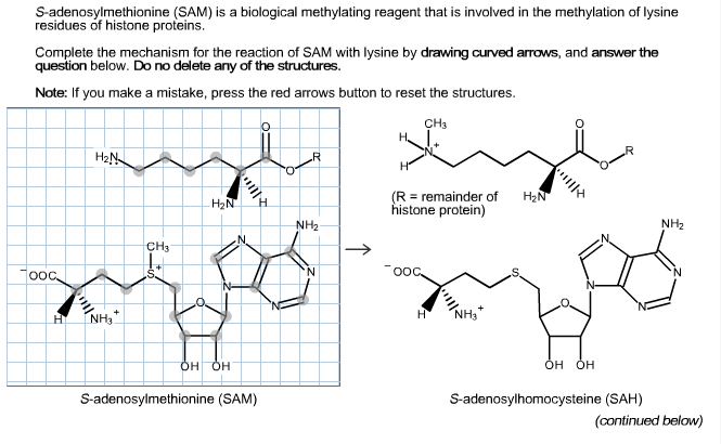 Solved S Adenosylmethionine Sam Is A Biological Chegg