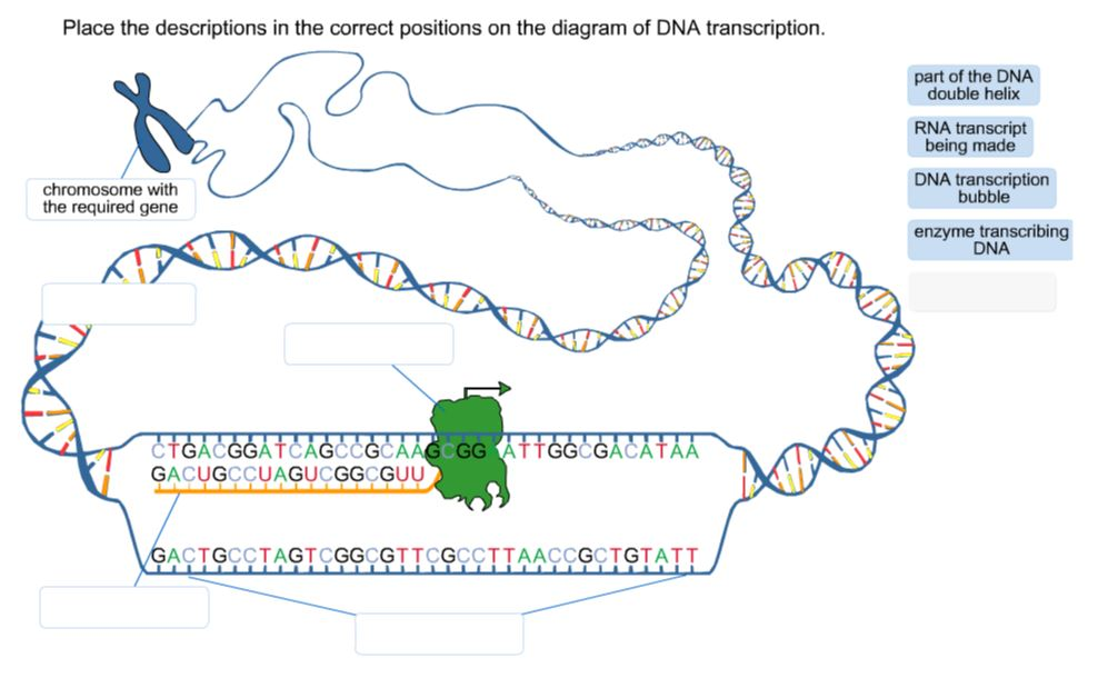 dna transcription homework