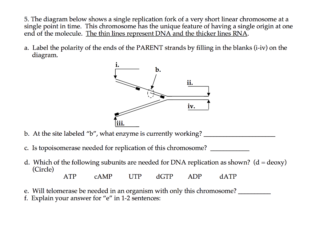 The Diagram Below Shows A Double Stranded Dna Molecule Parental Dna