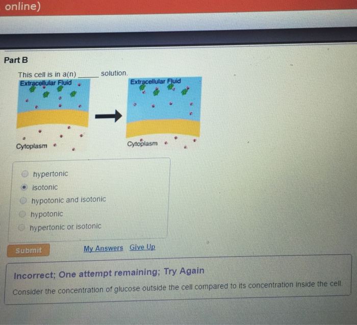 Solved This Cell Is In A N Solution Hypertonic Isotonic Chegg