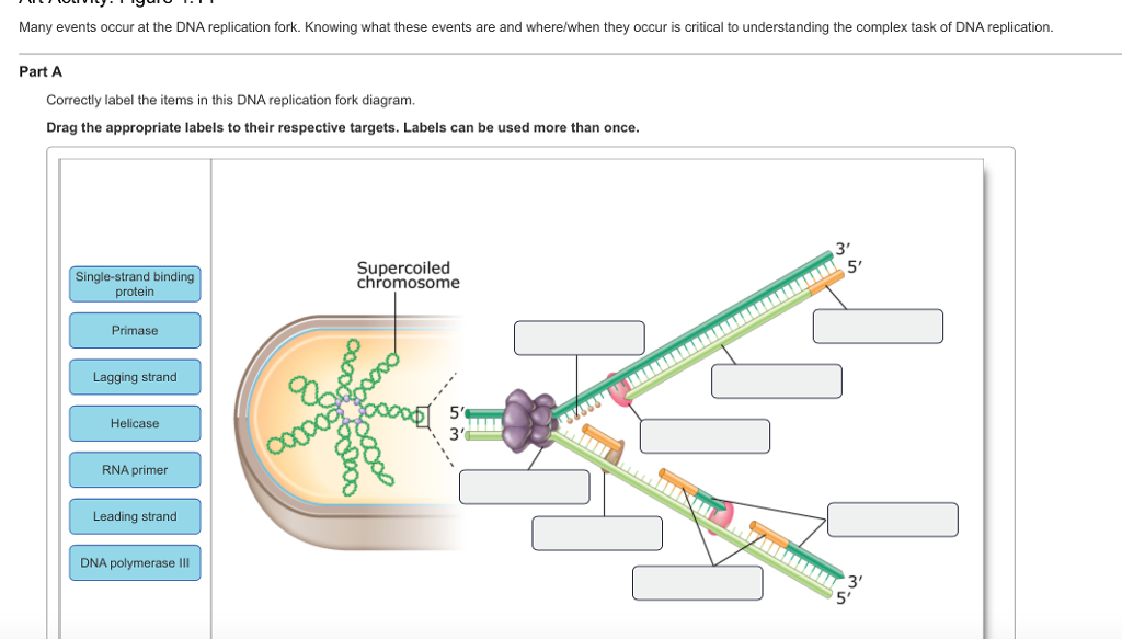 Solved Many Events Occur At The DNA Replication Fork Kno Chegg