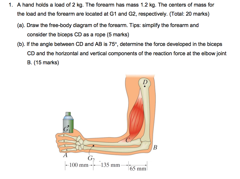 Solved A Hand Holds A Load Of Kg The Forearm Has Mass Chegg