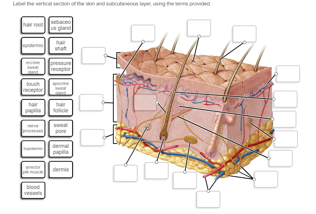 Solved Label The Vertical Section Of The Skin And Subcuta...