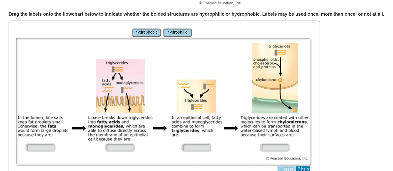 Solved Mastering Biology How Does Water Solubility Relate...
