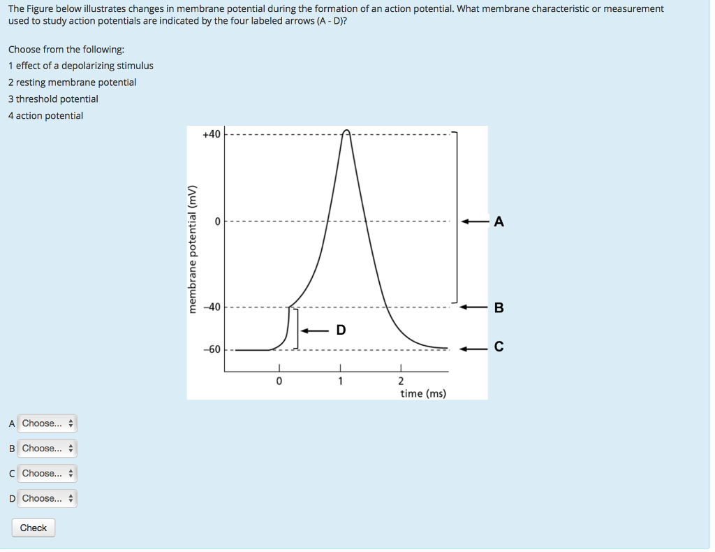 Solved The Figure Below Illustrates Changes In Membrane Chegg