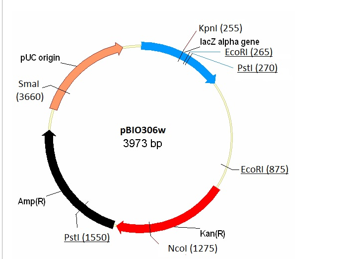 Solved The Map Shown Is A Plasmid Vector Restriction Sites Chegg