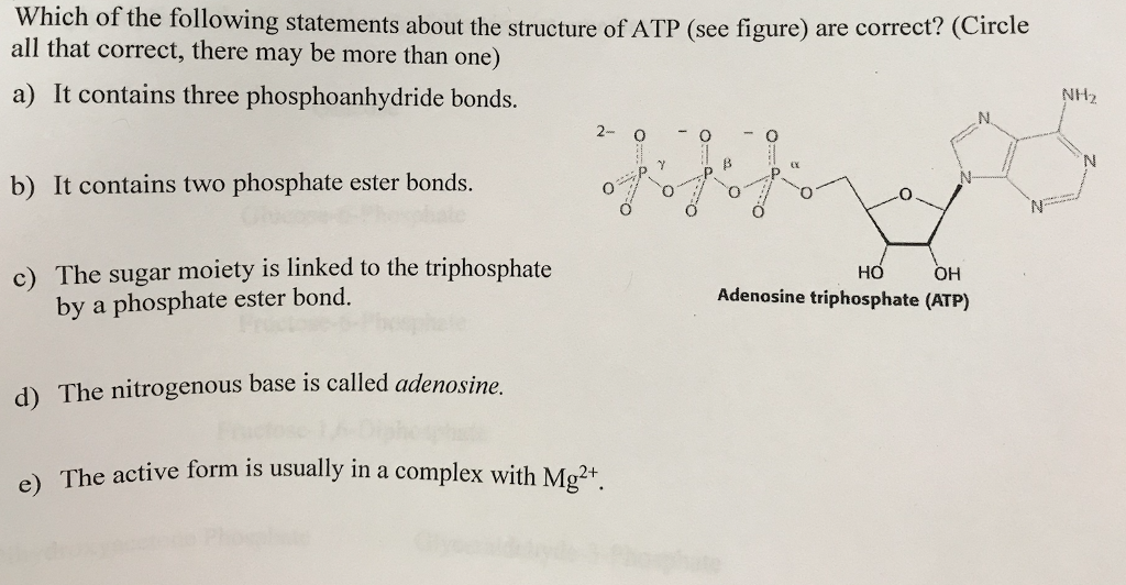 Solved Draw The Structure Of The Nucleotide Adenosine Off