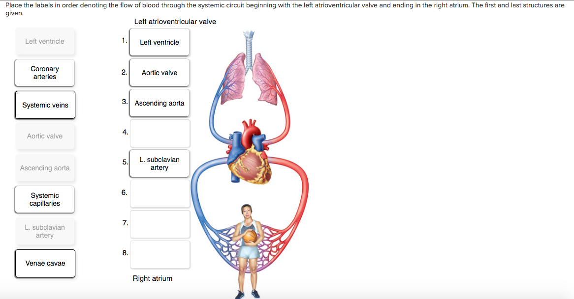 Solved: Place The Labels In Order Denoting The Flow Of Blo... | Chegg.com