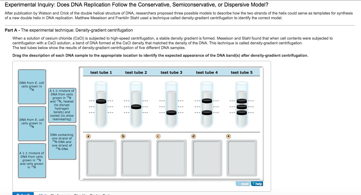Solved Experimental Inquiry Does DNA Replication Follow