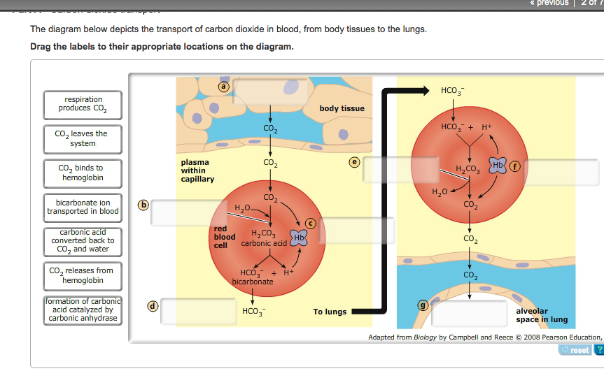 active transport homework