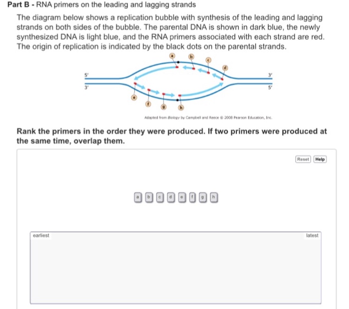 Solved: The Diagram Below Shows A Replication Bubble With ... | Chegg.com