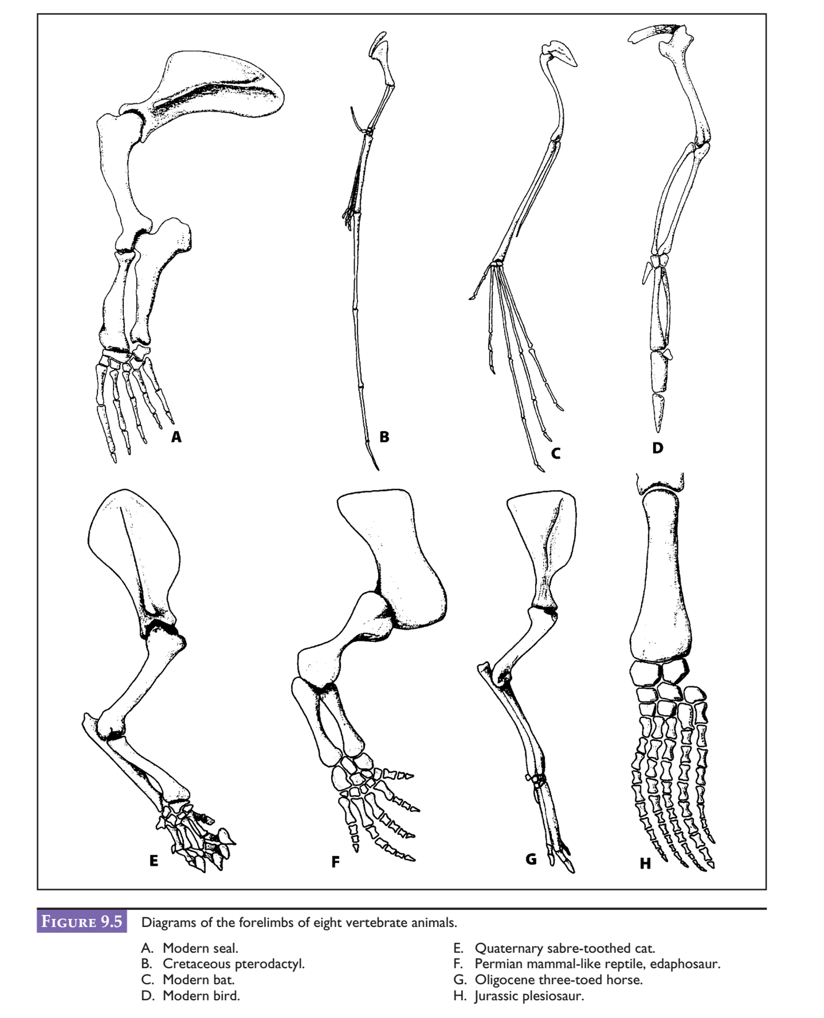 Figure 5 13 Is A Diagram Of The Articulated Skeleton Wiring Site Resource