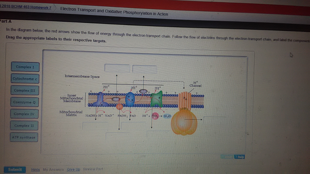 Solved In The Diagram Below The Red Arrows Show The Flow