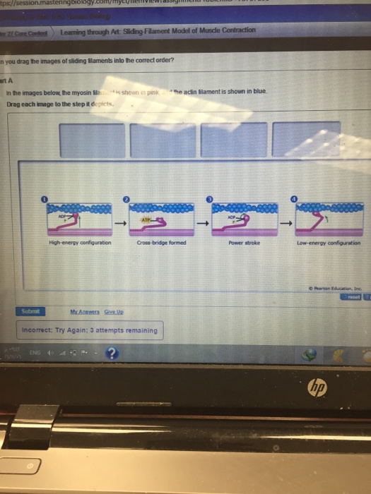 Solved In The Images Below The Myosin Filament Shown In Chegg