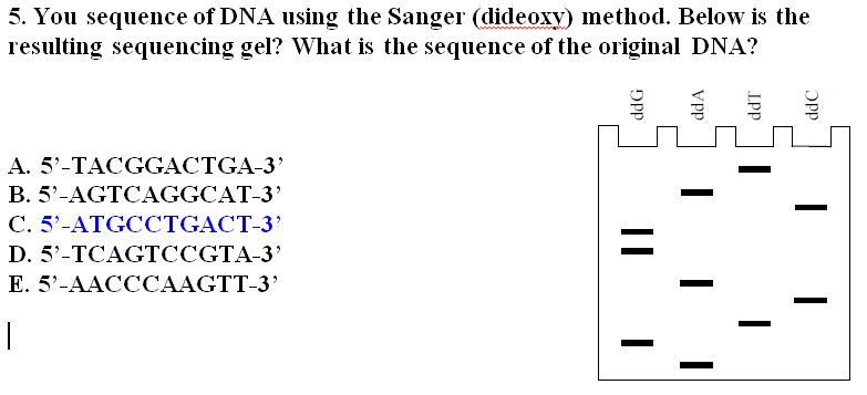 Solved You Sequence Of Dna Using The Sanger Dideoxy Chegg