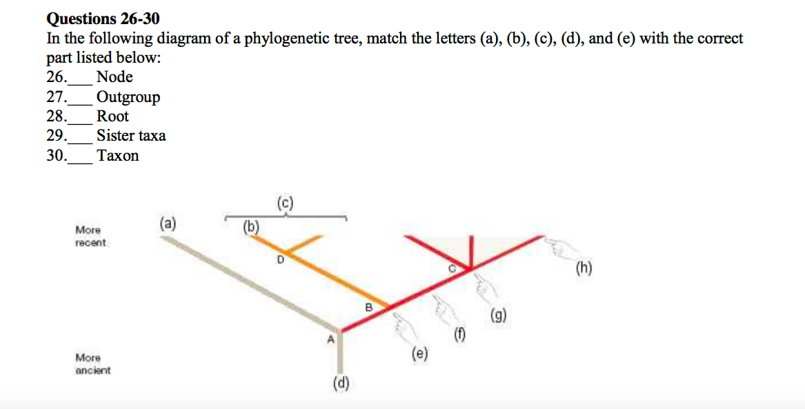 In The Following Diagram Of A Phylogenetic Tree, M In The Following Diagram Of A Phylogenetic Tree, M