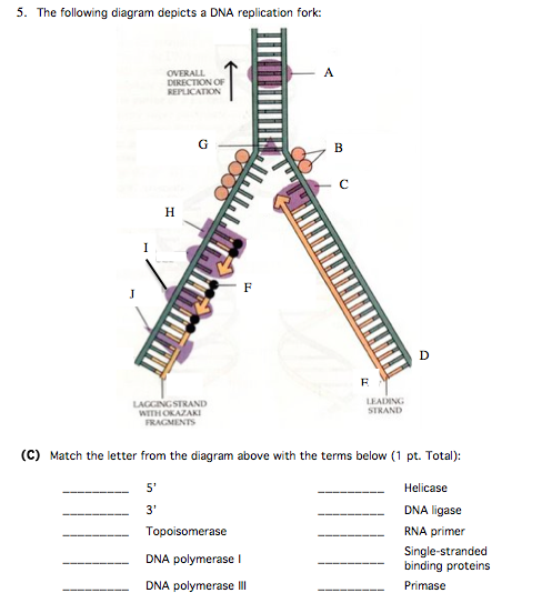 Diagram Of Replication Fork