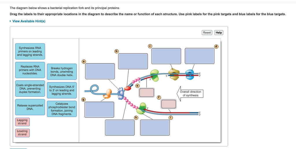 Solved The Diagram Below Shows A Bacterial Replication Fork Chegg