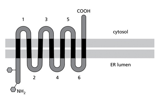 multipass transmembrane protein