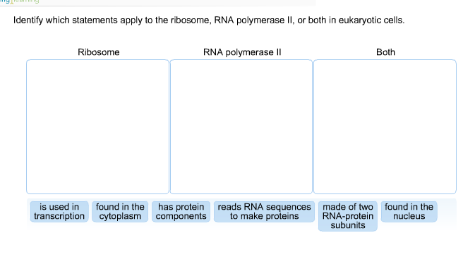 Solved Identify Which Statements Apply To The Ribosome Rna Chegg