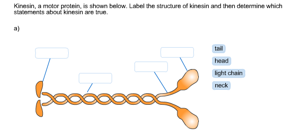 protein structure homework