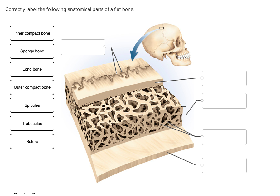 35 Correctly Label The Following Anatomical Parts Of A Flat Bone