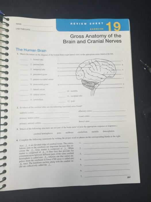 gross anatomy of the brain and cranial nerves lab